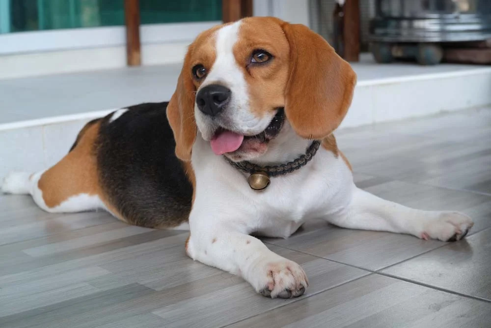 O Beagle possui um tipo de orelha de cachorro com a ponta mais arredondada