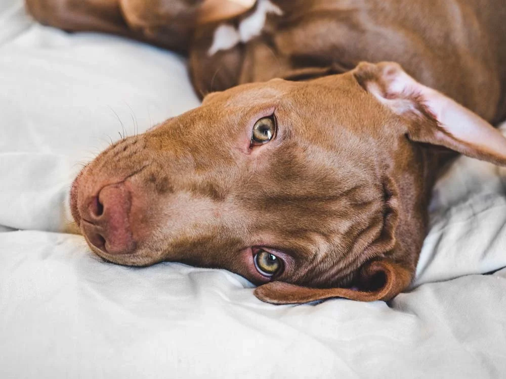 As fotos de cachorro Pitbull ressaltam o olhar penetrante da raça