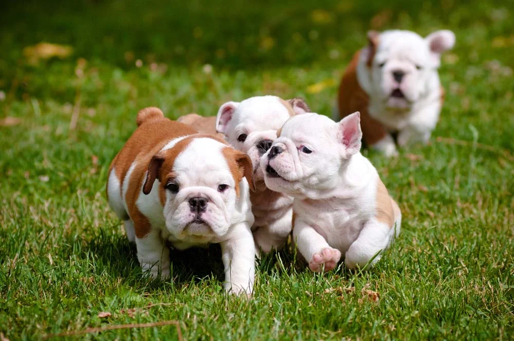 Bulldog filhote é a prova que raças de cachorro Bulldog são apaixonates