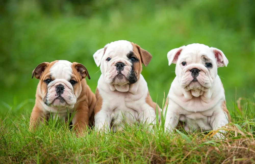 Bulldog Inglês: preço do filhote pode chegar a R$ 8 mil