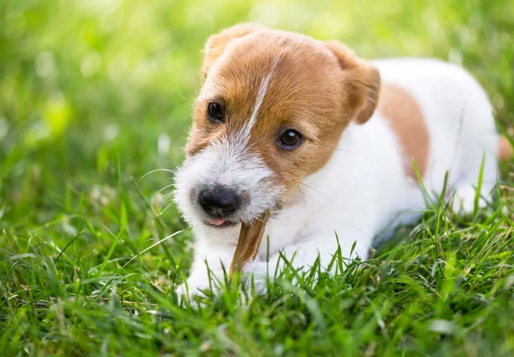 O filhote de Jack Russell Terrier não vai dispensar uma boa brincadeira