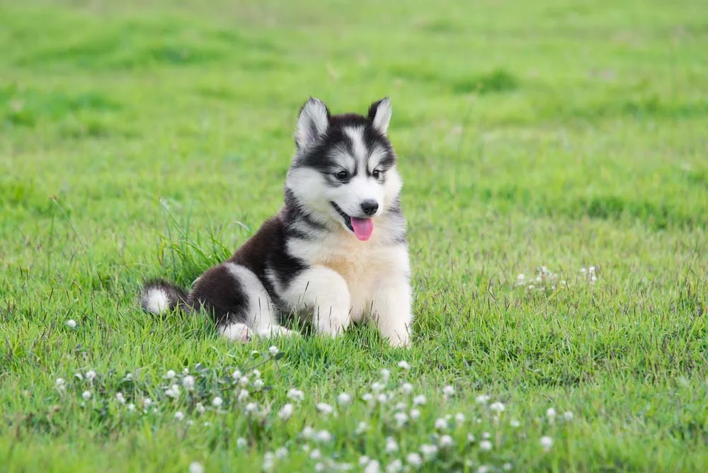 Husky Siberiano sentado na grama