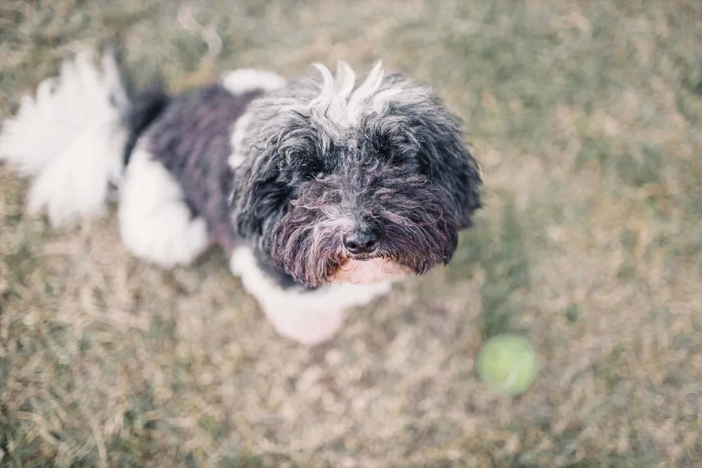 Filhote de Poodle preto e branco também é fotogénico