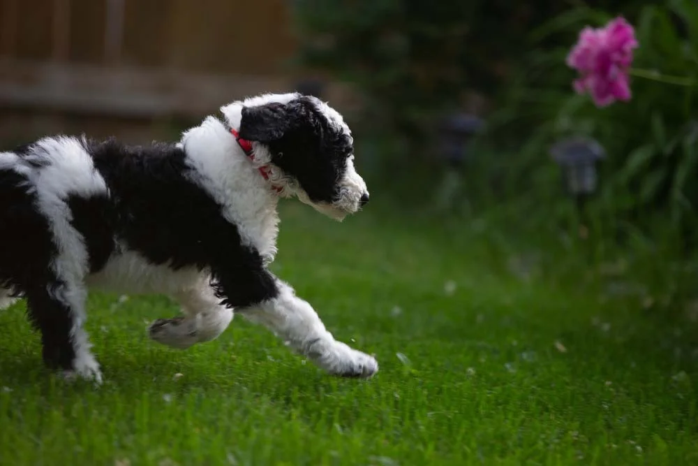 O Poodle filhote preto e branco é brincalhão e cheio de energia