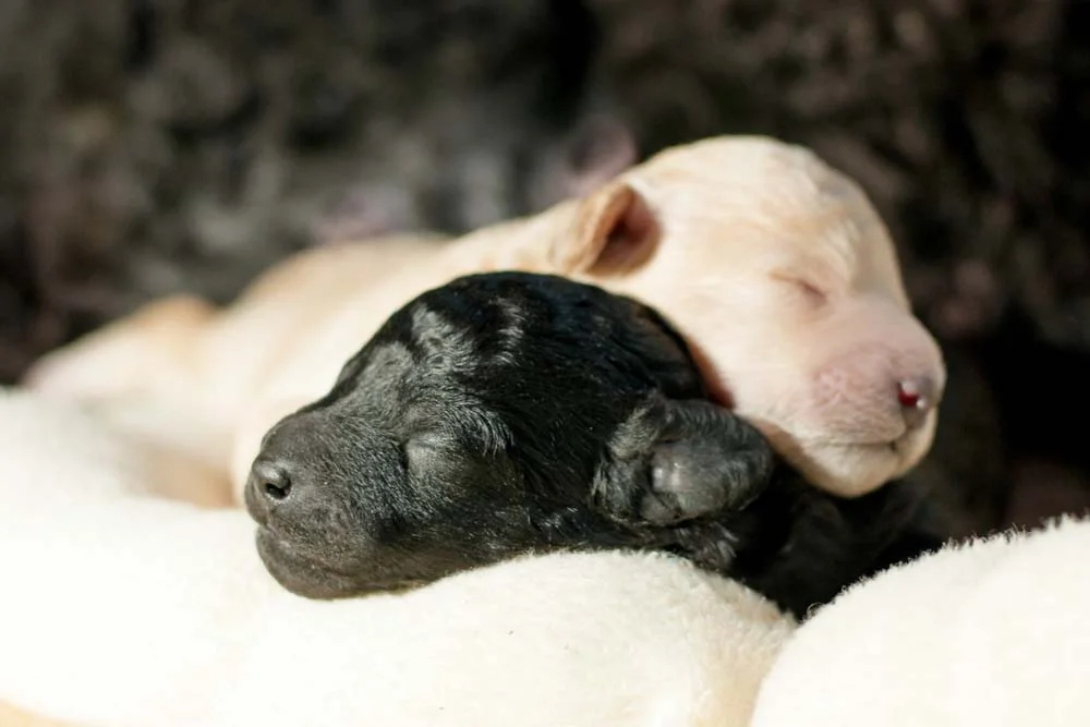 Poodle preto e branco filhote: uma mesma ninhada pode ter filhotes de cores diferentes, dependendo da pelagem dos pais