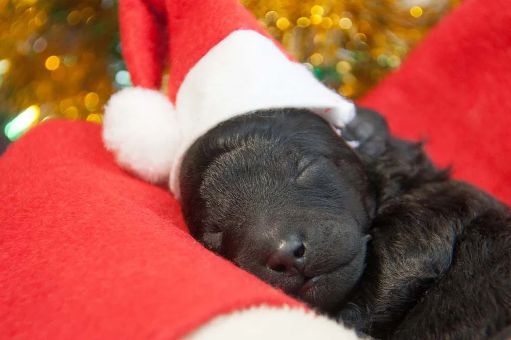 Poodle: filhote preto é dorminhoco e esperto na mesma medida