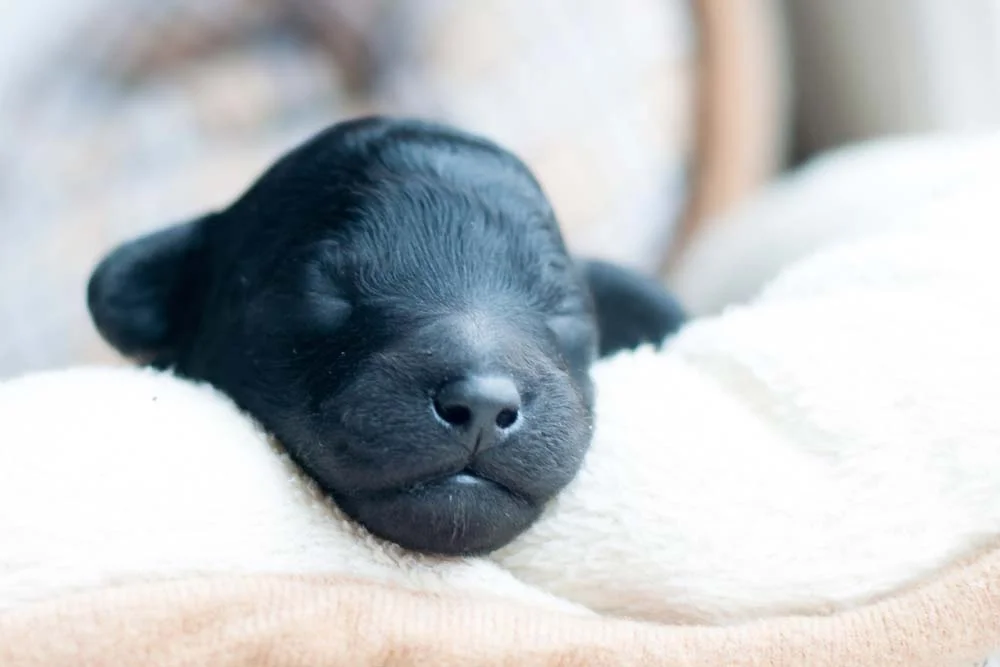 Filhote de Poodle preto abre os olhinhos a partir da segunda semana de vida