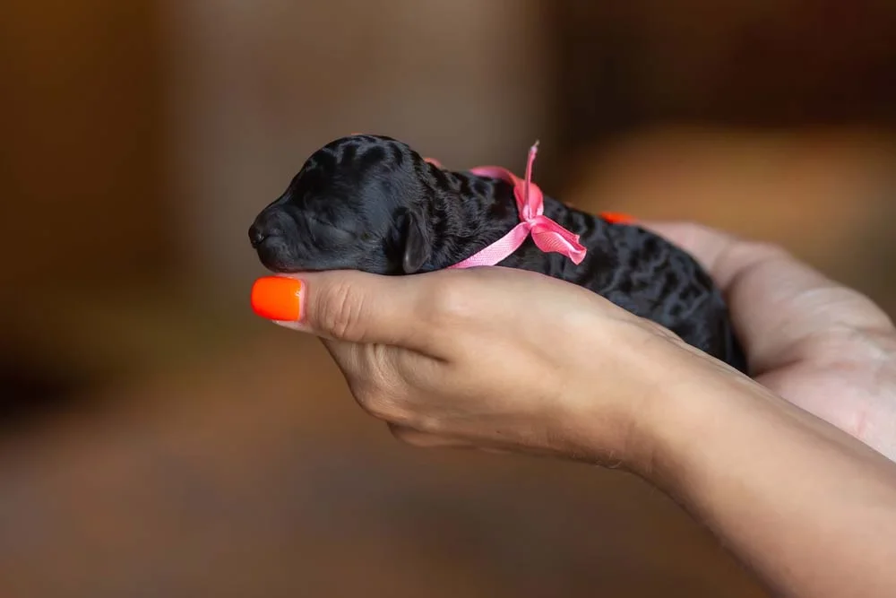 Filhote: Poodle preto nasce com os pelos lisinhos, que só começam a encoracolar á medida que ele vai crescendo