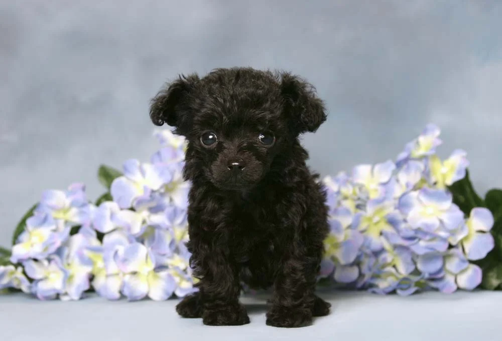Filhote de poodle preto: pelo liso ou encarolado, é impossível não se apaixonar por ele