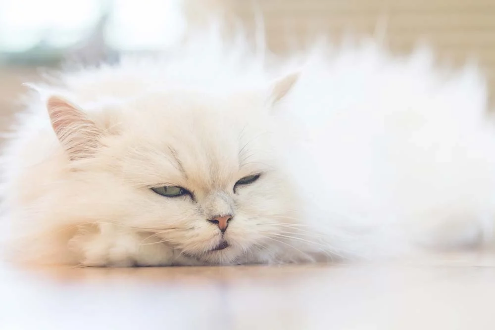 Gato Persa branco: estudos indicam que cor da pelagem do animal pode influenciar sua personalidade