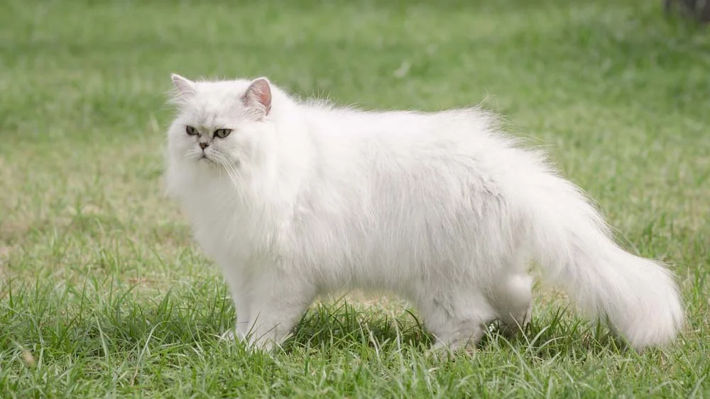 Uma gata Persa Branca chama a atenção por onde passa