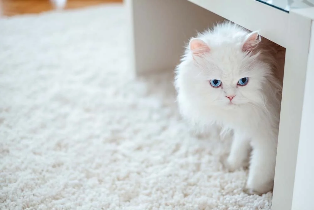 É impossível não se apaixonar pelo gato Persa branco filhote