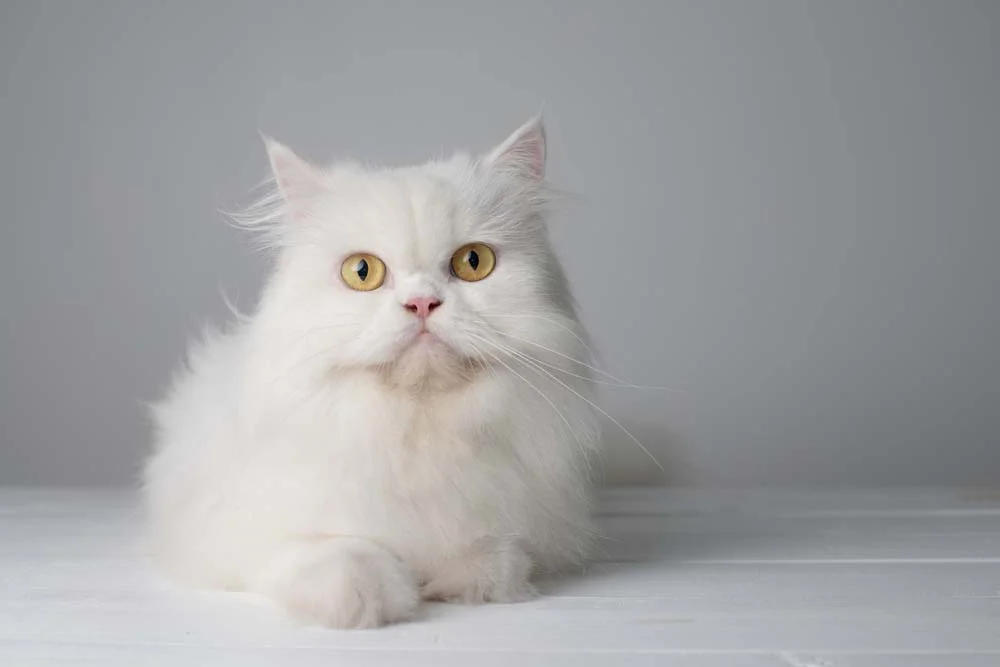 O gato branco Persa é muito companheiro quando cria vínculos com a família humana