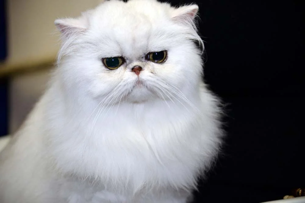 Gato branco Persa: por trás da cara rabugenta existe um bichano amigável e companheiro