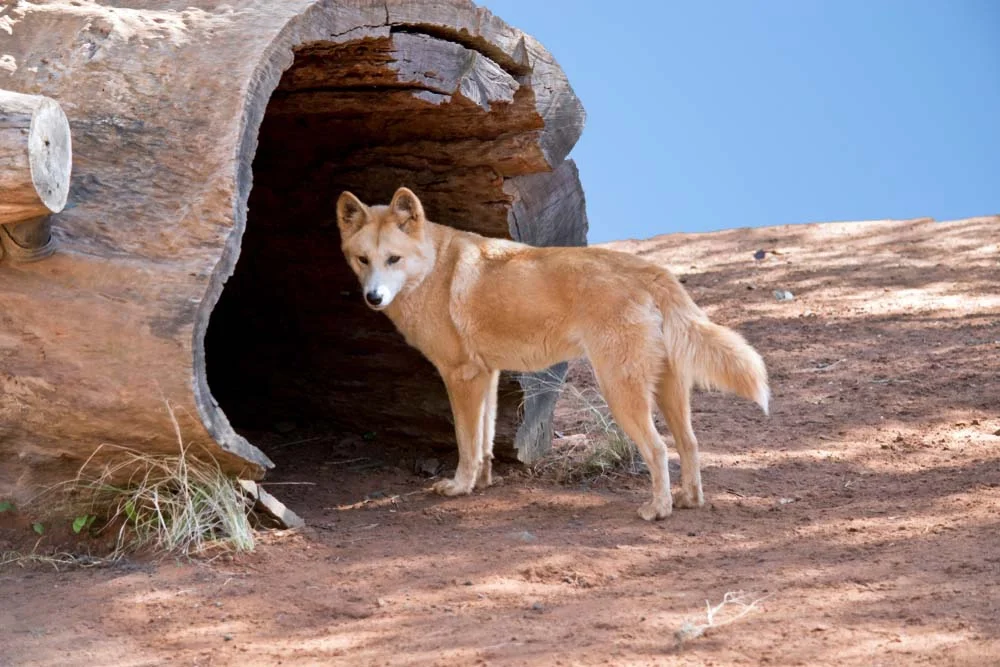Dingo: cachorro selvagem não costuma latir muito