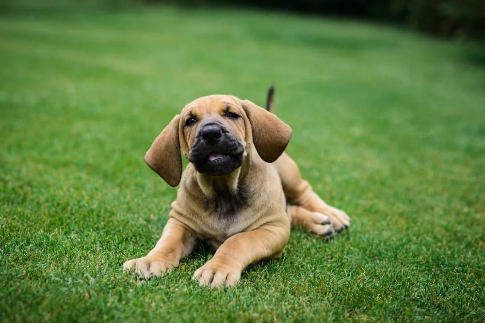 Fila Brasileiro filhote marrom