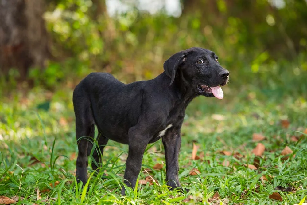 Fila Brasileiro filhote preto