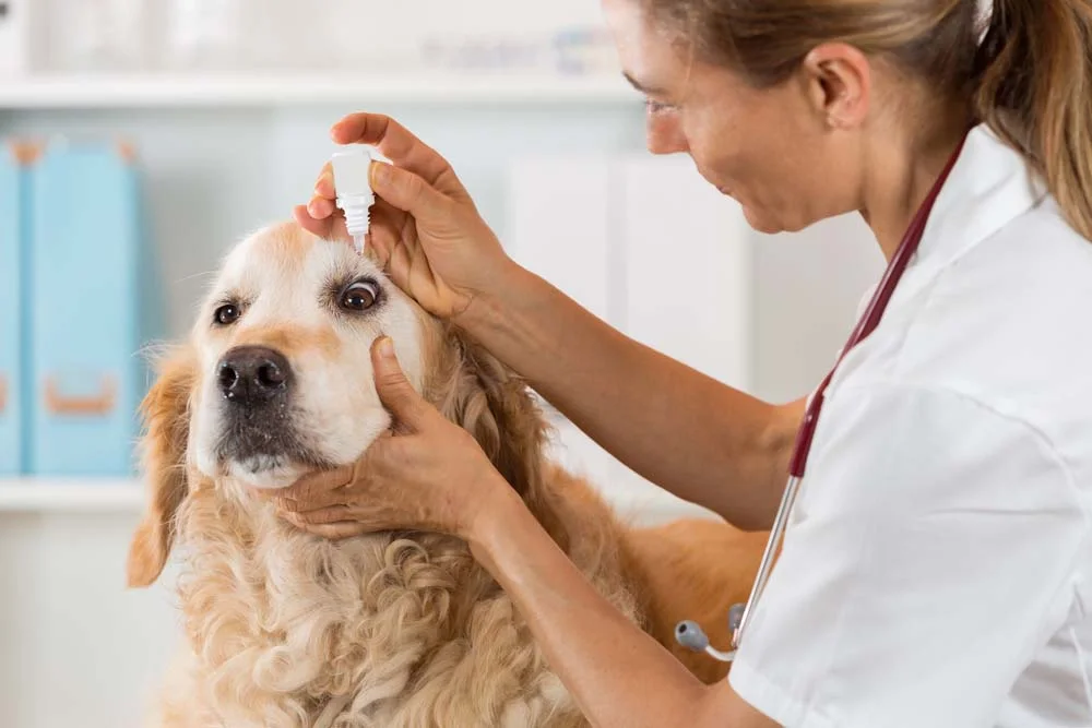 Geralmente, o tratamento da conjuntivite em cachorro é feito com o uso de colírios. É essencial buscar atendimento veterinário caso perceba algo diferente nos olhos do seu amigo.