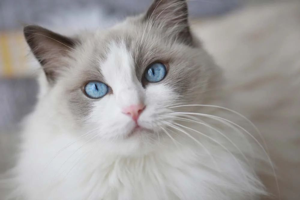 A raça de gato Ragdoll possui os olhos bem azuis e com formato oval