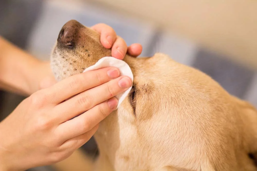 Cachorro com conjuntivite demanda um cuidado especial na limpeza dos olhos. Pelo menos três vezes por dia, limpe o local com uma gaze e soro fisiológico.