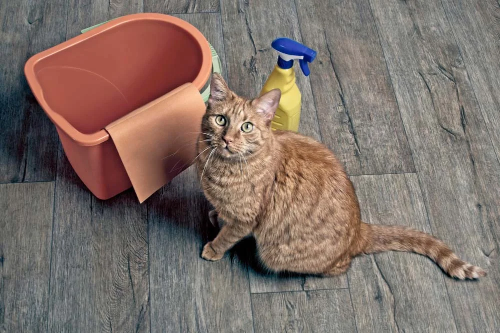 Como tirar cheiro de xixi de gato do ambiente? A escolha dos produtos certos pode ajudar