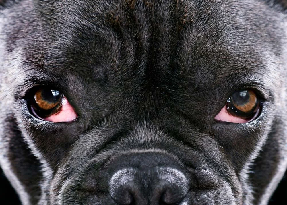 Conjuntivite em cachorro: você sabia que os caninos possuem uma terceira pálpebra nos olhos, chamada membrana nictante ou conjuntiva? E nessa pálpebra que se desenvolve a infecção.