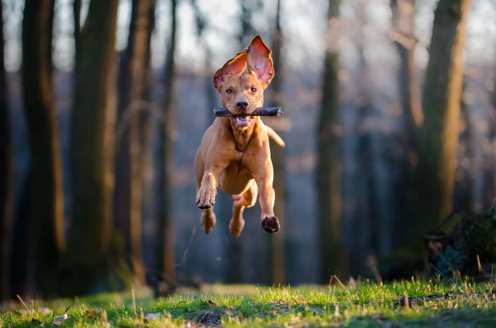 Foto engraçada de cachorro: brincadeiras do dia a dia podem gerar ótimos clicks