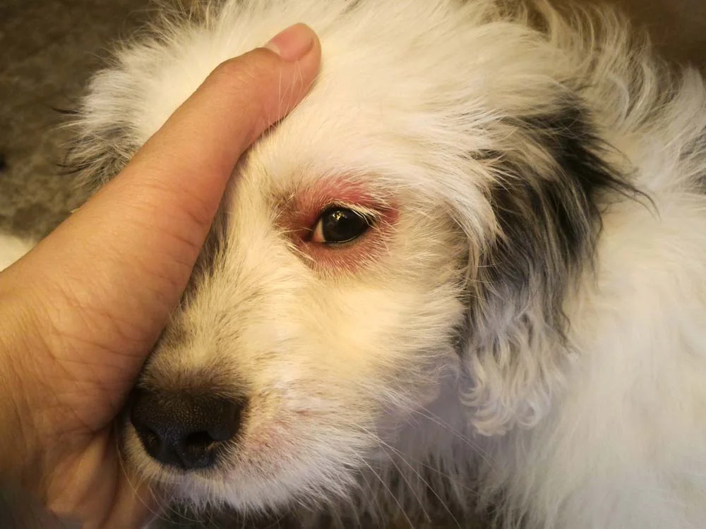Olhinhos vermelhos, lacrimejando e com mais secreção que o normal pode ser um caso de conjuntivite canina.