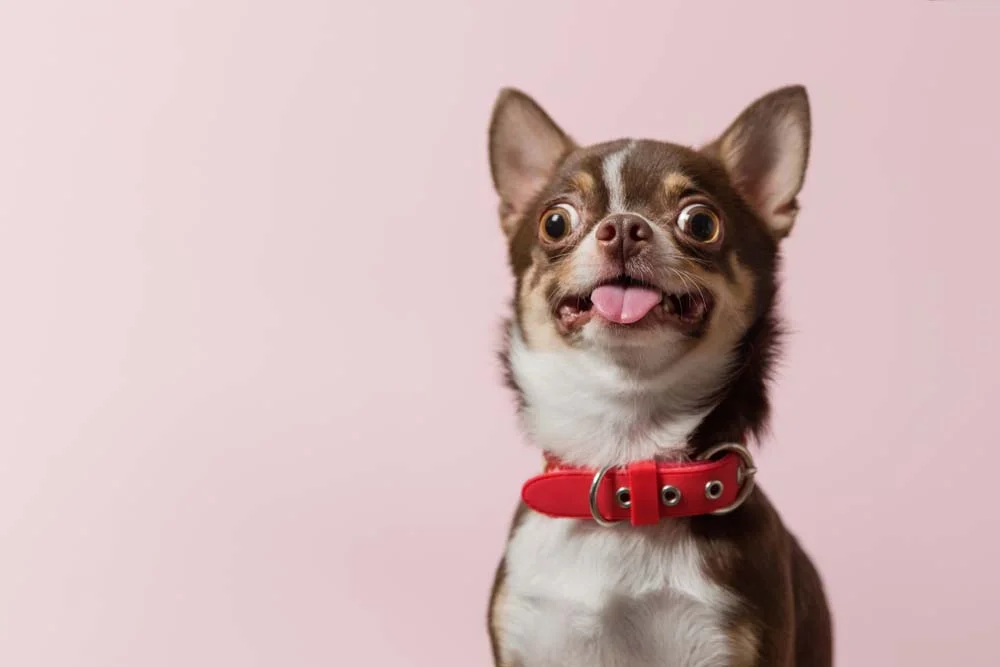 Fotos engraçadas de cachorro: cãozinho assustado pode render boas risadas
