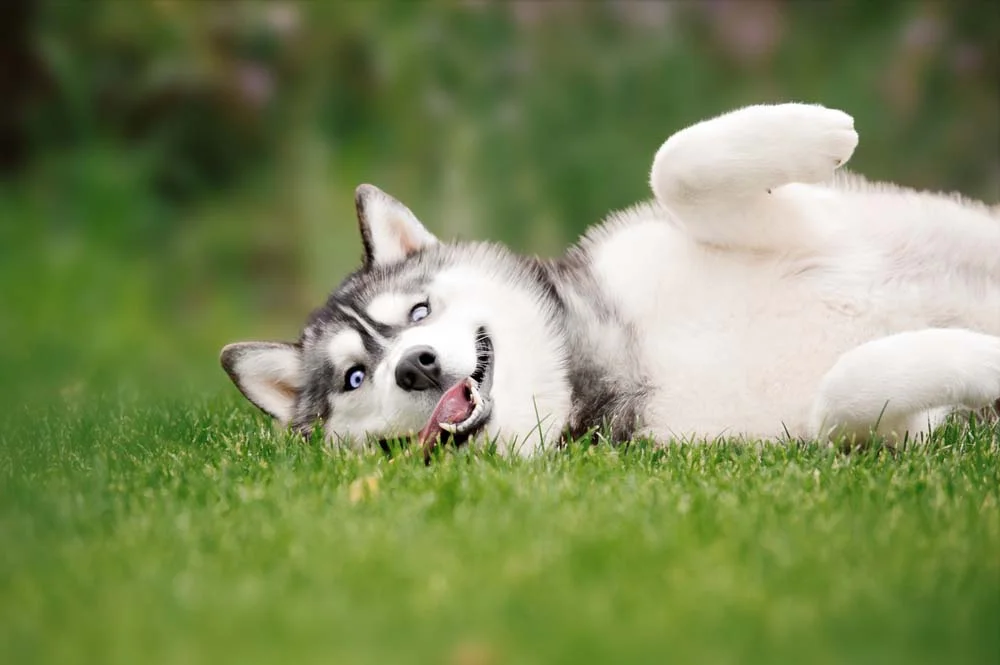 Felicidade do pet pode gerar ótimas fotos engraçadas de cachorros sorrindo