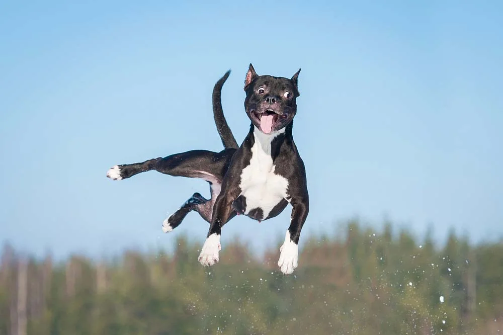 Fotos de cachorros engraçados: pets pulando no ar rendem boas risadas