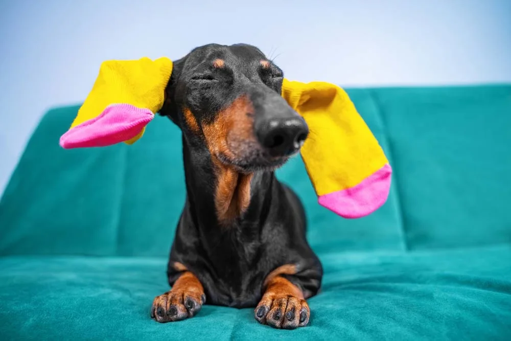 Fotos de cachorros engraçados: momento espontâneo do pet usando roupinha pode render um bom click