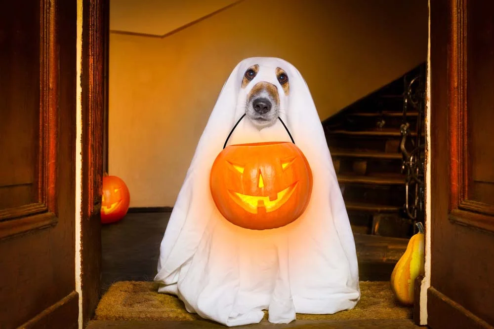 O Halloween é uma ótima época para tirar fotos engraçadas de cachorro