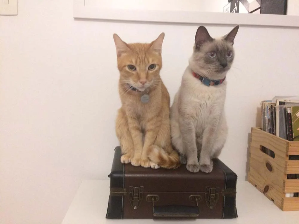 Nomes para gato macho: o Petit Gatô (laranja) e o Tomilho (cinza) foram batizados com nomes de comidas e se tornaram Petit e Tom para os íntimos!