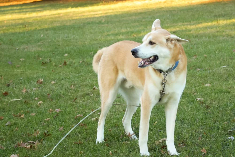 Para ter um Rottweiler branco, o pet deriva do cruzamento de outras raças, como Husky