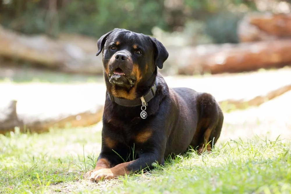 O Rottweiler preto é o padrão oficial entre as cores da raça