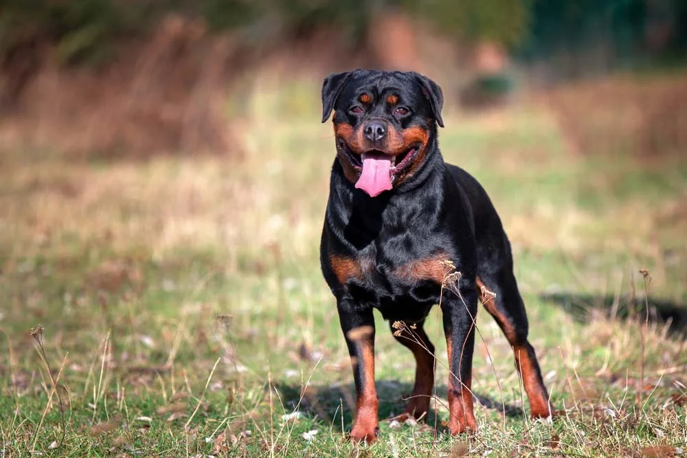 O Rottweiler Americano muitas vezes sofre com a caudectomia (retirada do rabo)