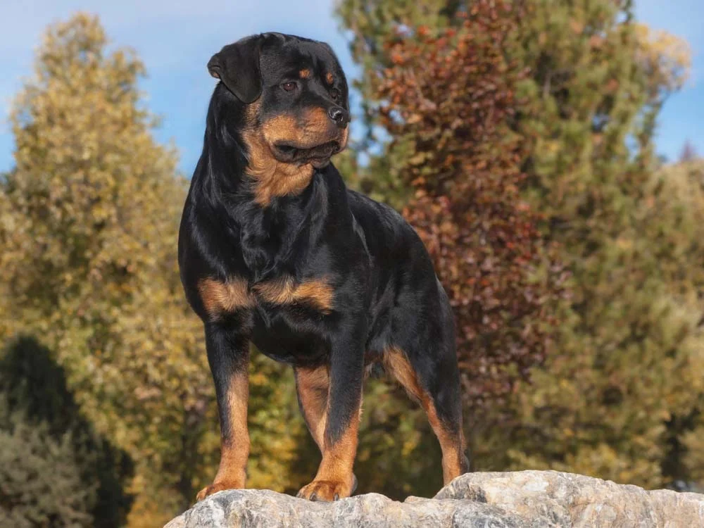 Maior Rottweiler do mundo é o Americano, podendo pesar até 80 kg
