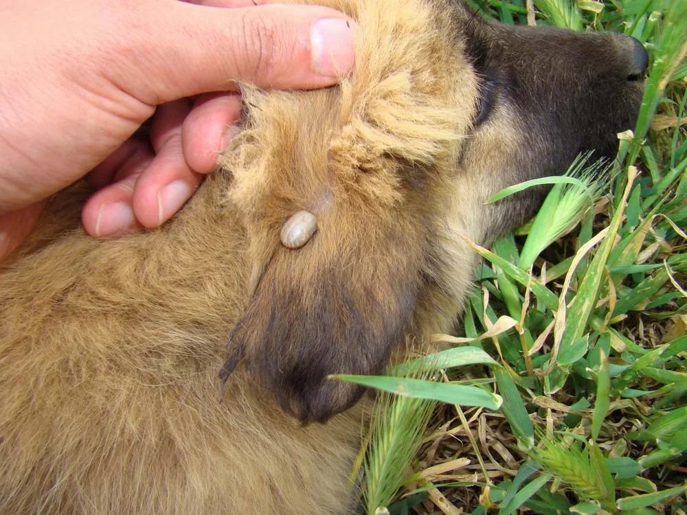 Doença do carrapato: sintomas dependem do tipo de parasita que infectou o cão
