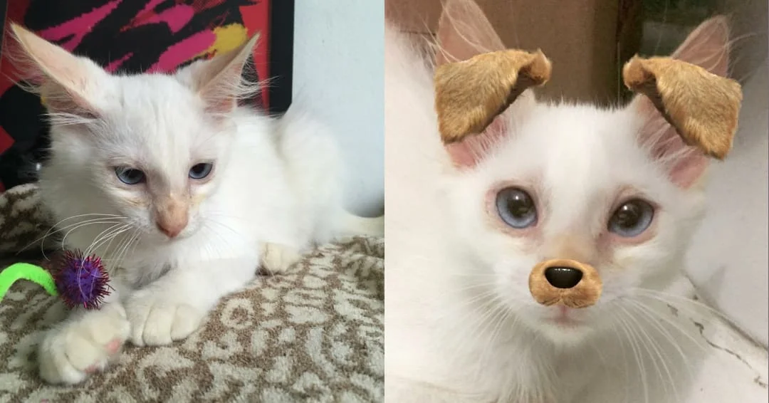 Nomes para gatos branco de olho azul: Cheescake é o nome desse gatinho! As comidas que você ama podem se tornar inspirações de nomes para os felinos.