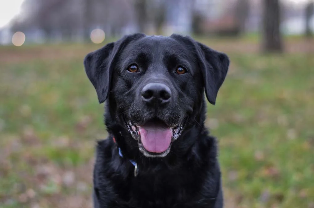 Um cachorro de raça preto que é puro carisma é o Labrador
