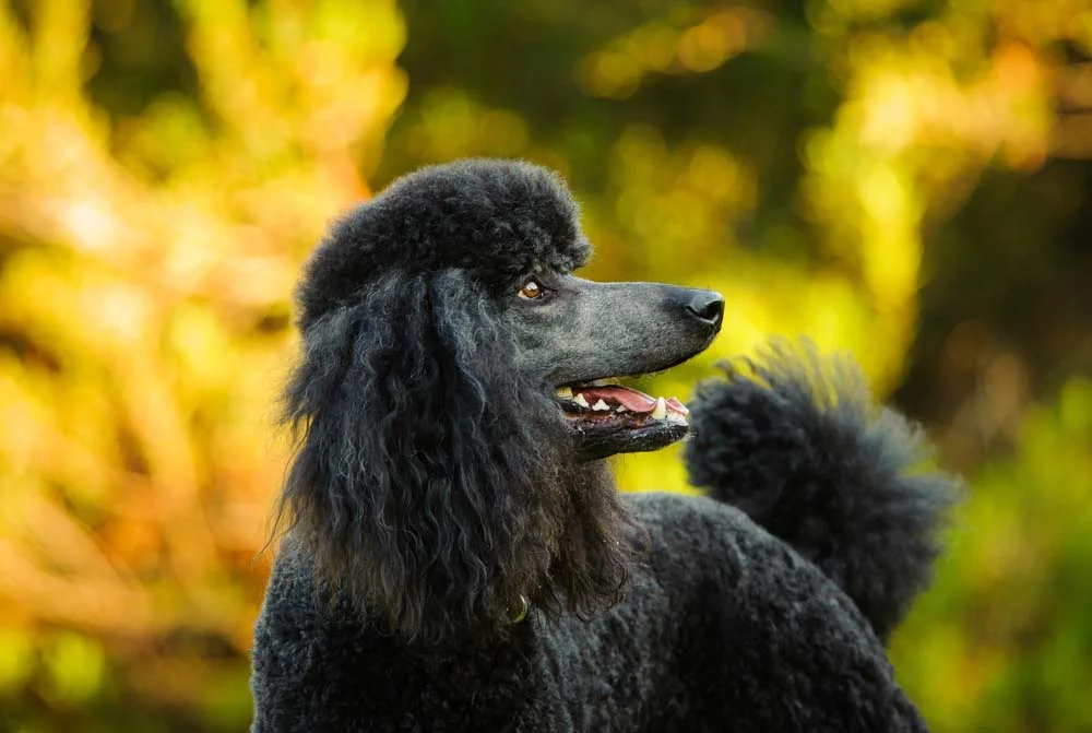 O Poodle é um cachorro grande preto muito inteligente