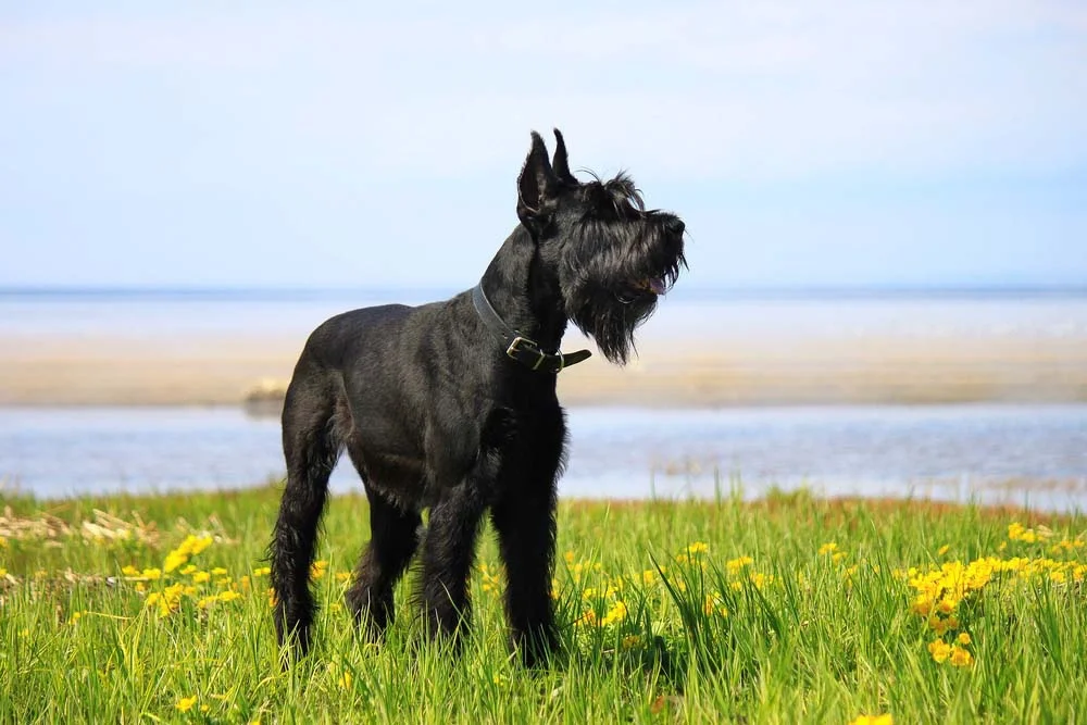 Cachorro preto grande: raça Schnauzer, na versão gigante, é bem independente