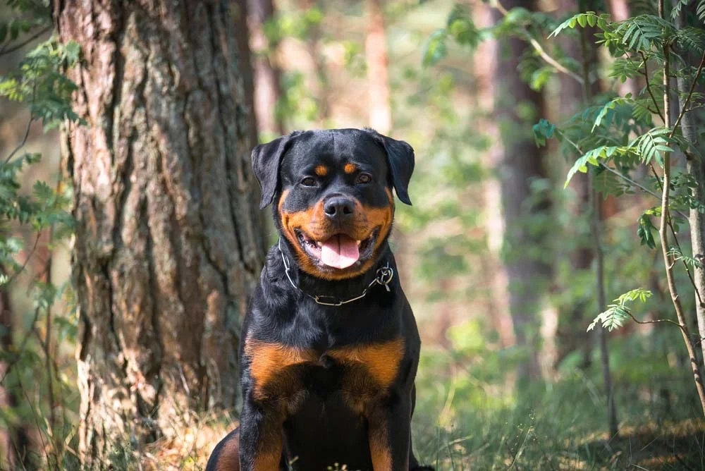 Das raças de cachorro preto, o Rottweiler é uma das mais lembradas