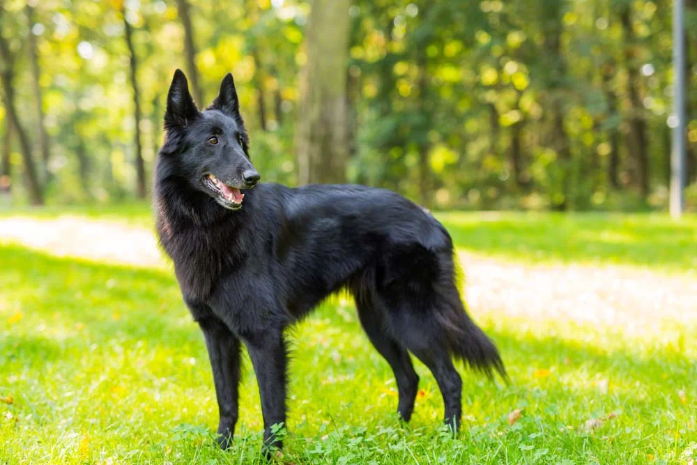 Cachorro preto grande: o Pastor Belga Groenandael tem uma pelagem que deixa qualquer um babando