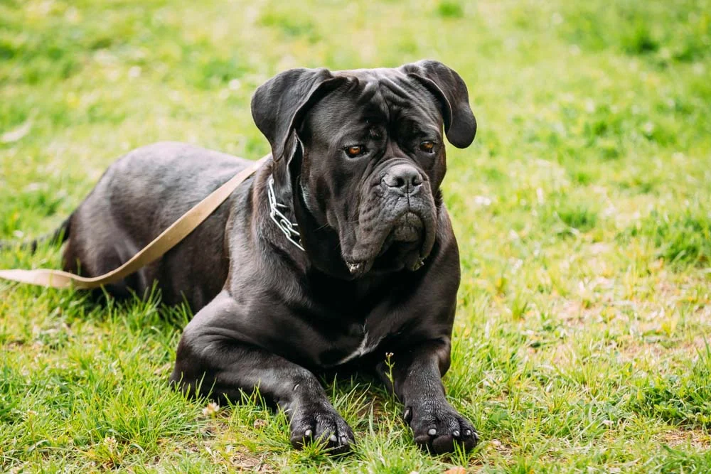 O Cane Corso é um cachorro grande preto que é muito amoroso com a família