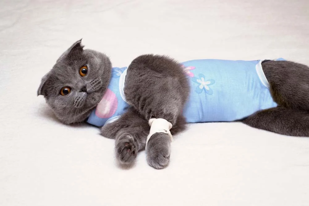 A roupa cirurgica para gato é importante após operações, como a castração