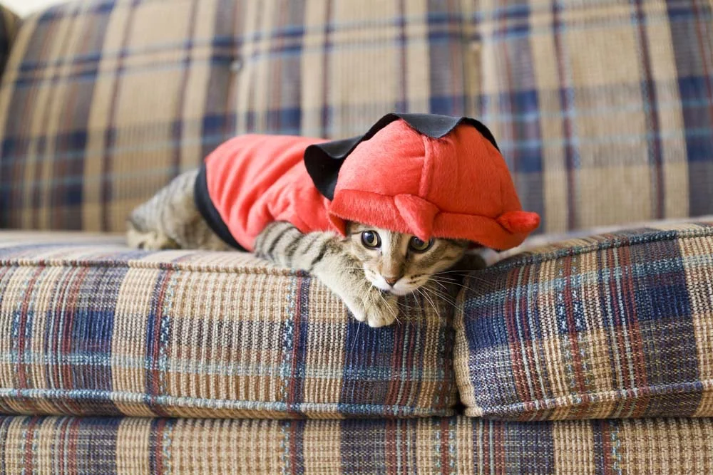 Uma boa ideia de roupa de frio para gato é o moletom