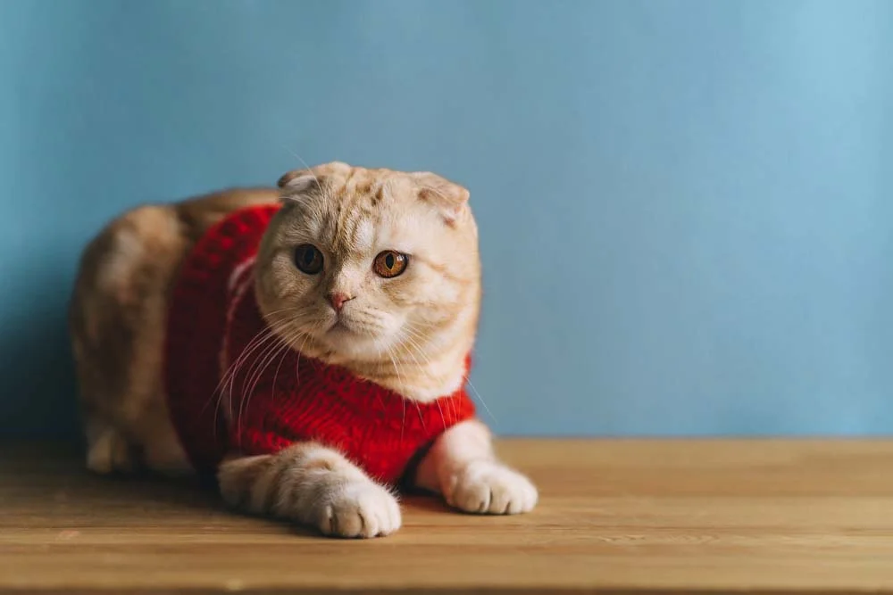 Gato com roupa de frio: mesmo os gatos com pelagens mais longas podem precisar de um aquecimento extra nos dias de muito frio