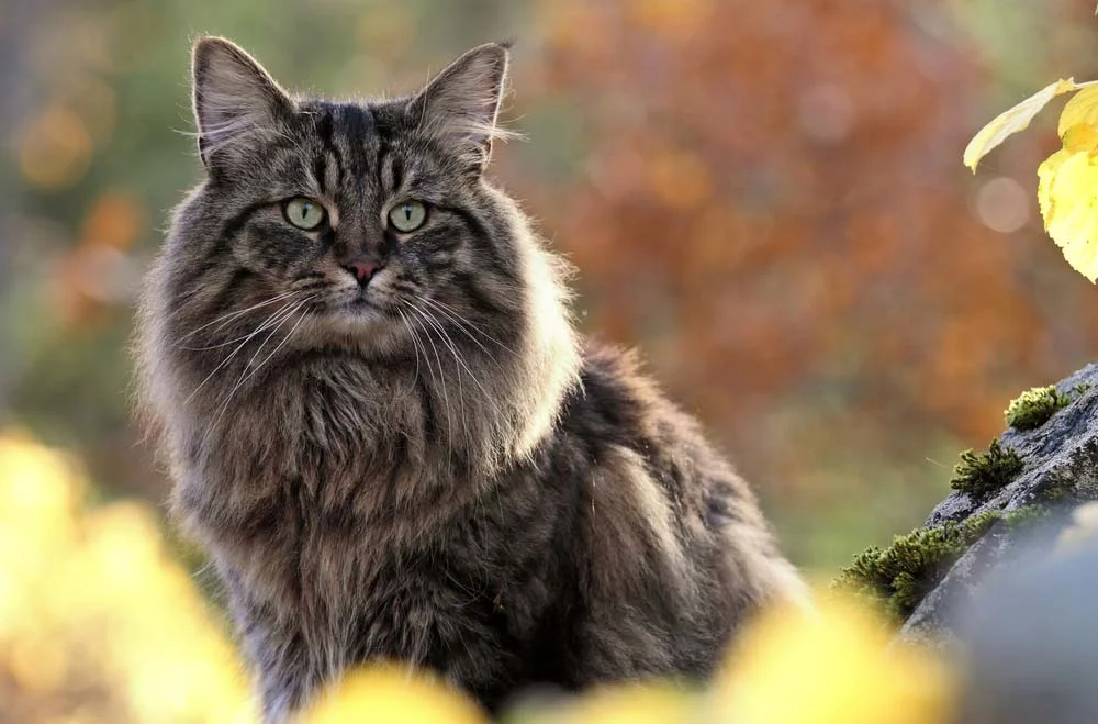 Raça Norueguês da Floresta: gato pode ter padrões de cores bastante variados